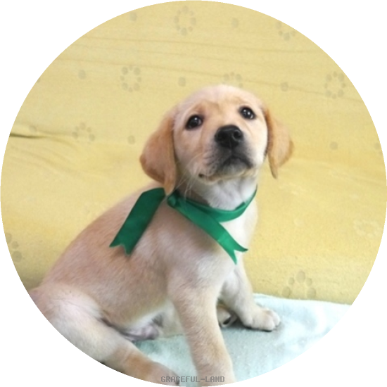 英国ラブラドールの子犬(A child of マナスル & ベローナ) 英国ラブラドールの子犬